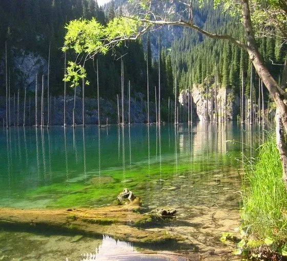 科学家发现大片隐形森林 地球上七座最奇特森林盘点