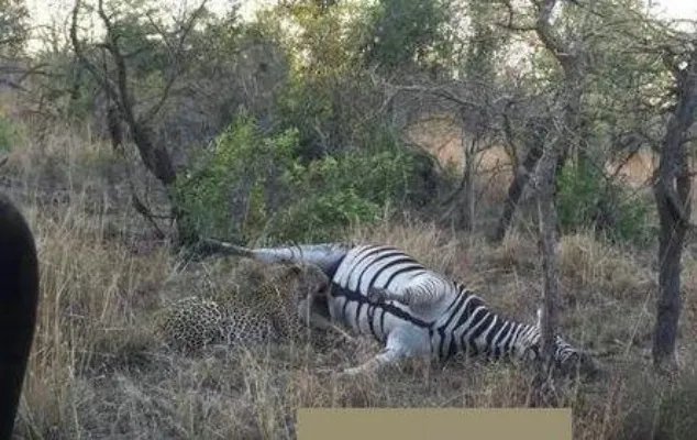 猎豹咬斑马这地方:下幕让人大笑（猎豹吃斑马过程）