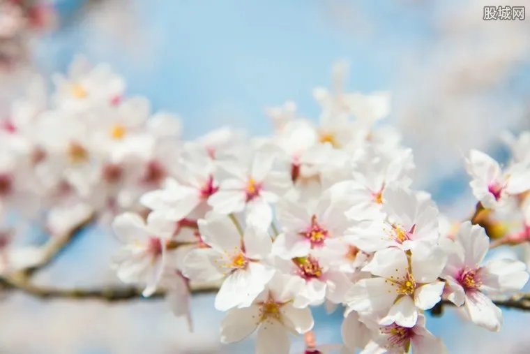 武大谴责樱花雨 2018武大樱花要门票吗