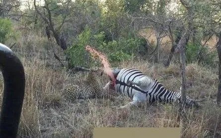 猎豹咬斑马这地方:下幕让人大笑（猎豹吃斑马过程）