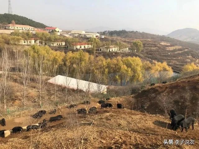 猪价跌幅这么大，养殖户亏损严重，国家会出手吗？