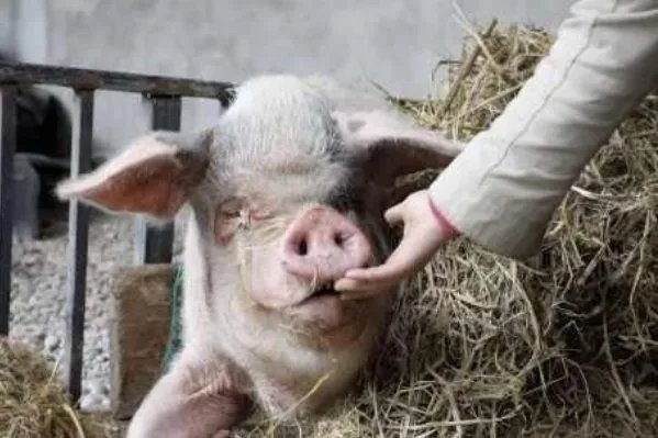 14岁的猪坚强已瘦骨嶙峋，14岁的猪相当于人类的多少岁？