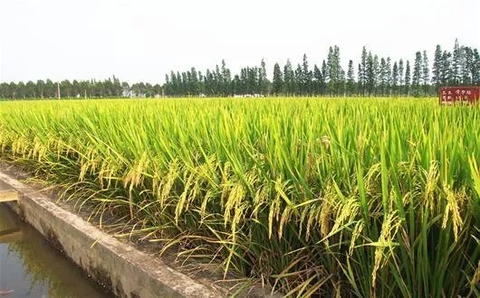 中国南北的水稻