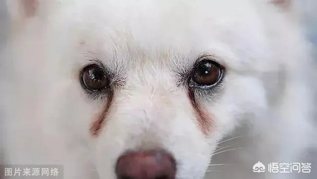 狗狗泪痕怎么解决?