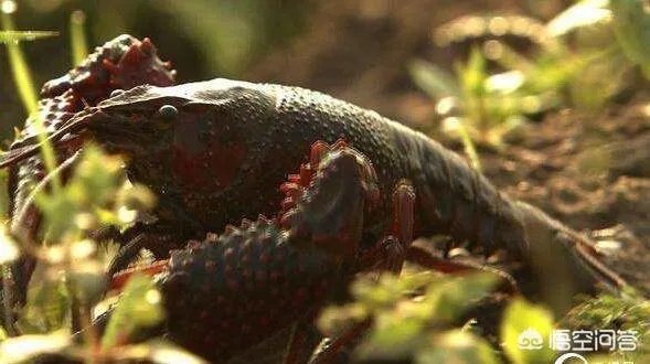 你认为中央电视台的《致富经》能让人致富吗？