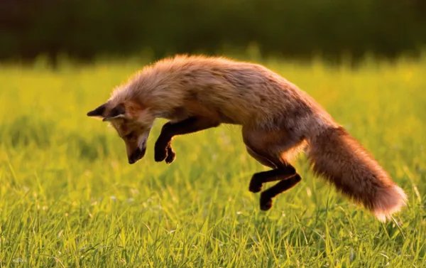 稀缺红狐为什么偏偏在大兴安岭出没,而不是其他地方?