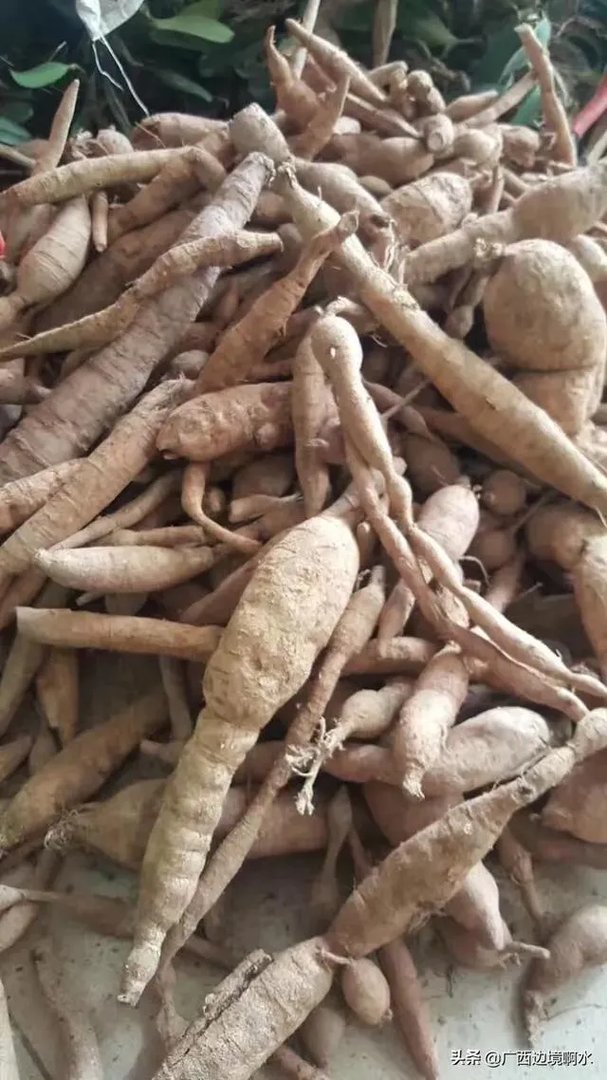 适合南方种植的懒人药材有哪些？