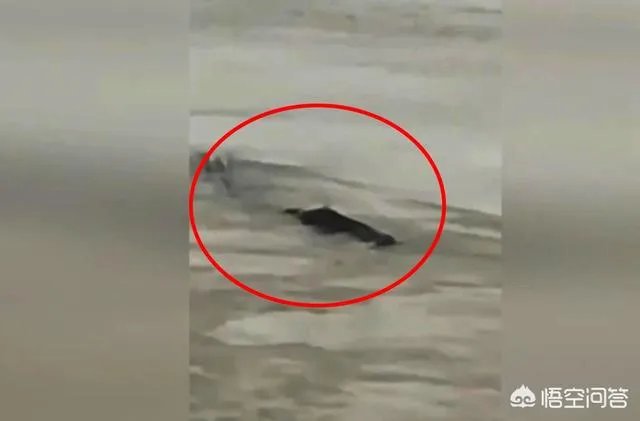 前几天出现的“三峡水怪”是什么,会是未知的生物吗?