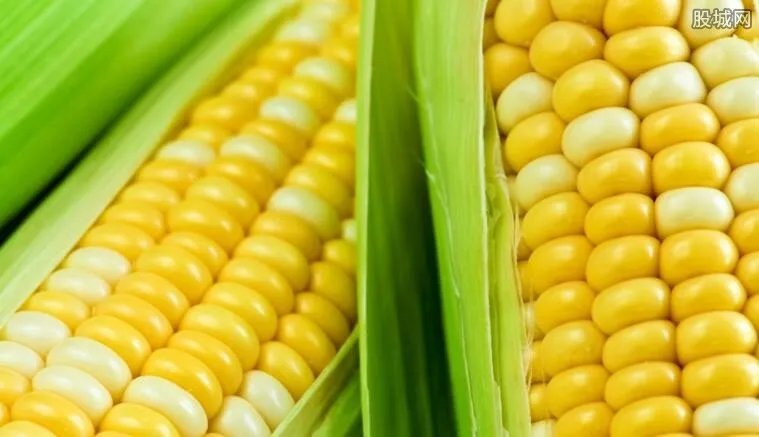 贵州种玉米将被罚 不让种玉米的真实原因是什么?