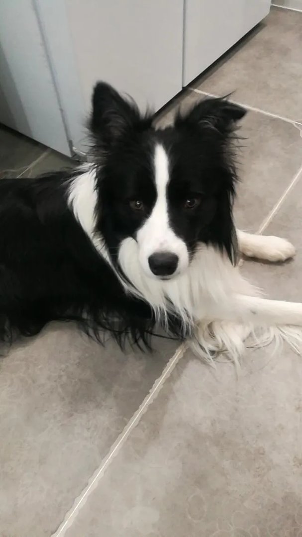 都说边境牧羊犬的智商第一，真的是这样吗？