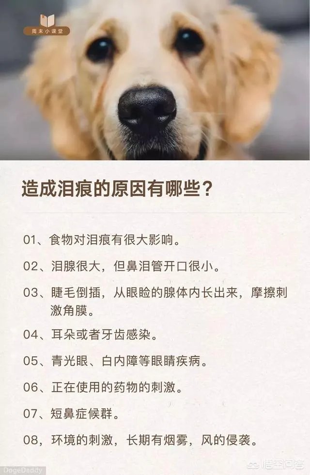 狗狗泪痕怎么解决?