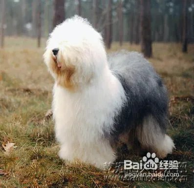 古代牧羊犬好养吗？