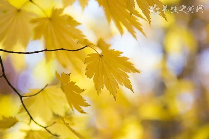 如何训练狗狗不要叫