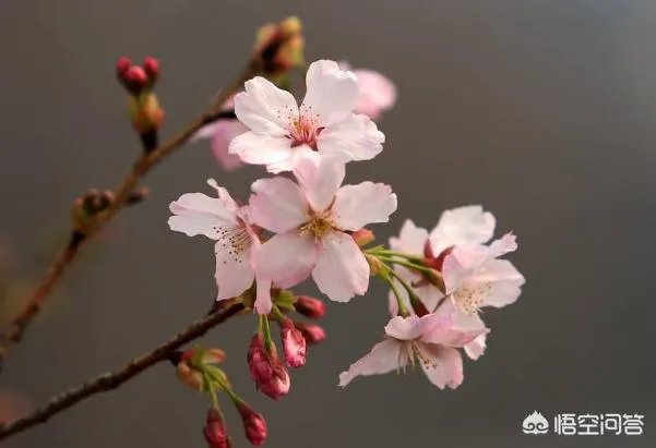 北京玉渊潭的樱花开了吗？