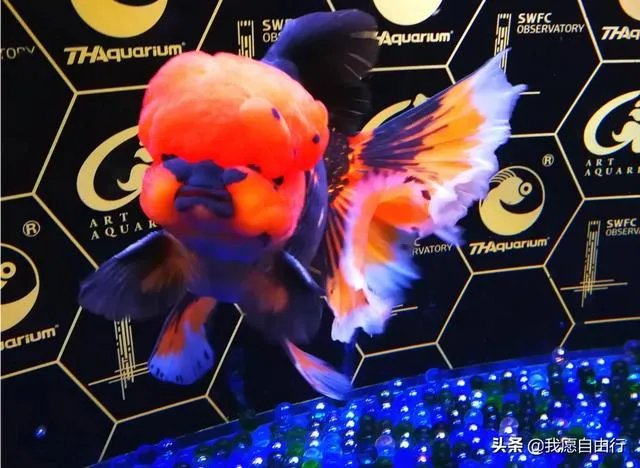 上海环球金融中心观光天阁好玩不？