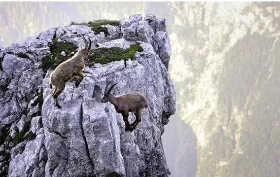 两只山羊悬崖边搏斗输者会被迫怎么做?