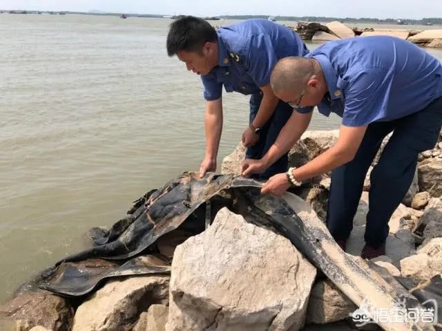 前几天出现的“三峡水怪”是什么,会是未知的生物吗?