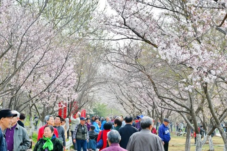 武大谴责樱花雨 2018武大樱花要门票吗