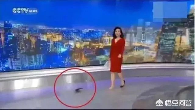 主持节目时高跟鞋掉了怎么办?