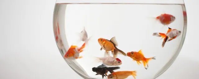 观赏鱼养殖技术