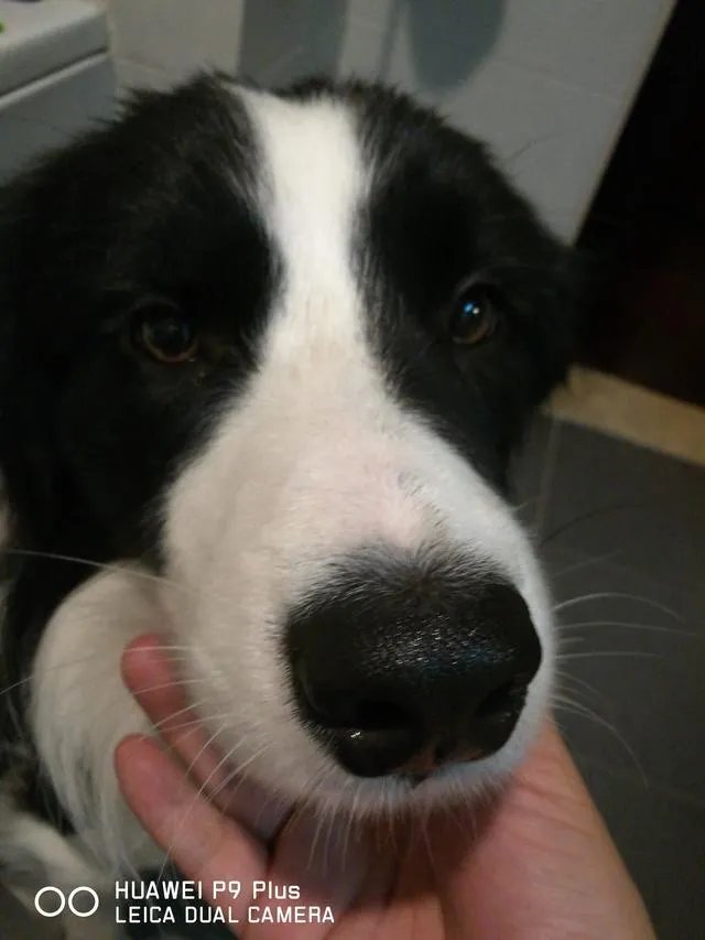 都说边境牧羊犬的智商第一，真的是这样吗？