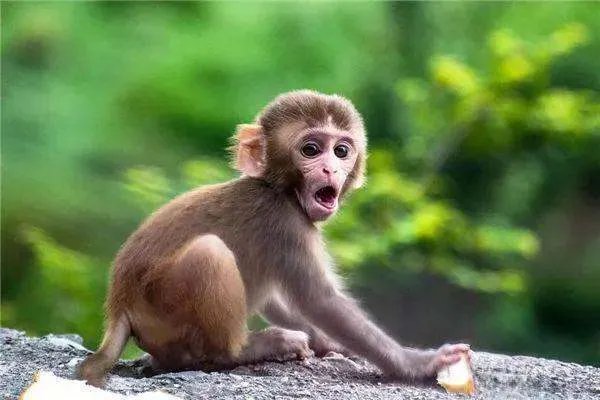 网传上海有猴痘确诊病例了,是真的吗?猴痘病毒在中国爆发的可能性有多大?