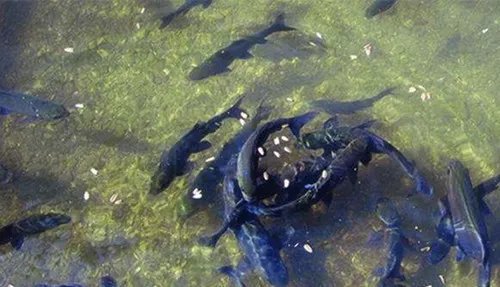 农户挖出神秘鱼泉一夜暴富 百年不遇的鱼泉引人入胜!