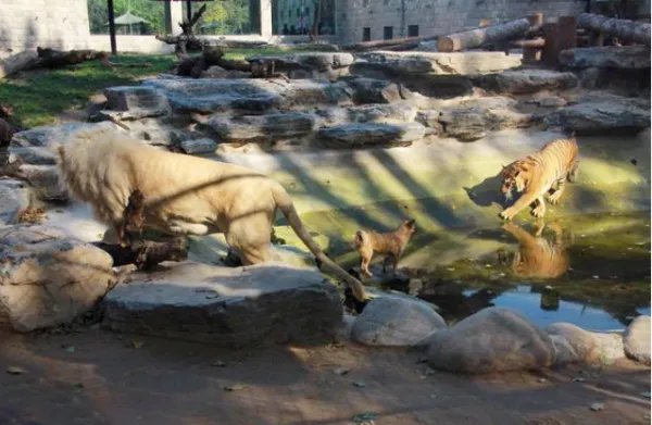 上海动物园群熊撕咬饲养员,猛兽饲养员和猛兽间到底有没有感情?