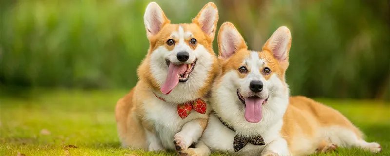 高铁能托运宠物吗 高铁能携带宠物吗