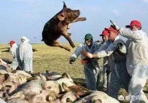 11月13日，云南腾冲发生非洲猪瘟疫情，养殖户冬天怎么防控才能保证猪场安全？