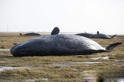 鲸鱼爆炸的原因 威力有多大，现象叫什么