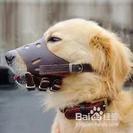 杭州狗主人被刑拘，日常遛狗需要注意什么？