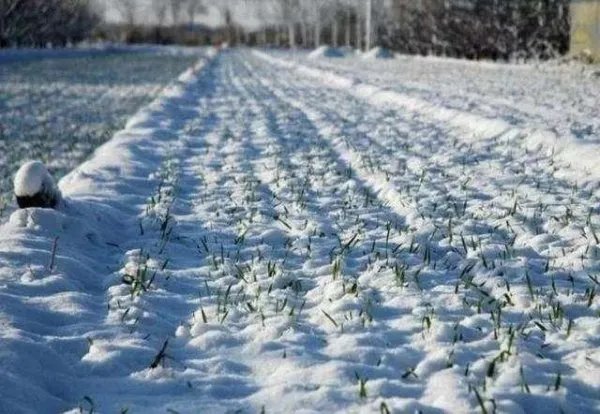 今年的冬天是60年来最寒冷的冬天,各地的气温情况究竟如何?