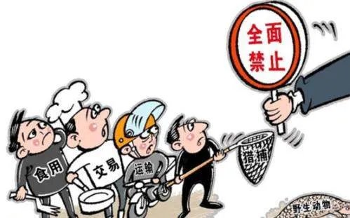 如何查看野生动物禁食名单？