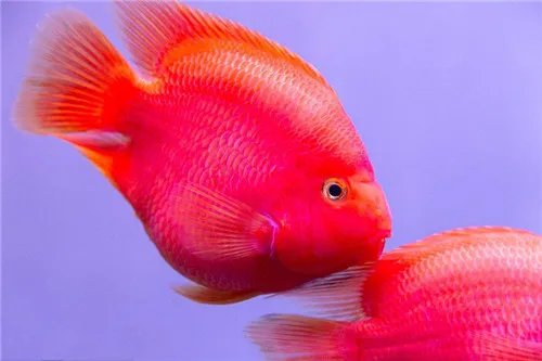 鹦鹉鱼繁殖技巧有什么 怎样让鹦鹉鱼开始繁殖呢