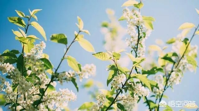 您是怎样喜欢上广场舞的,有没有一次偶然的原因呢?