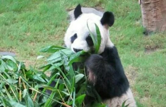 大熊猫雷雷癫痫发作去世是怎么回事 大熊猫去世怎么处理
