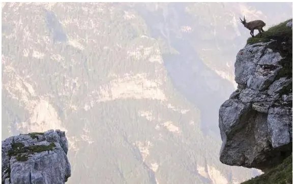 两只山羊悬崖边搏斗输者会被迫怎么做?