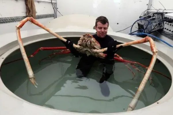 十大最大的海洋生物排名,第一是蓝鲸,虎鲸上榜