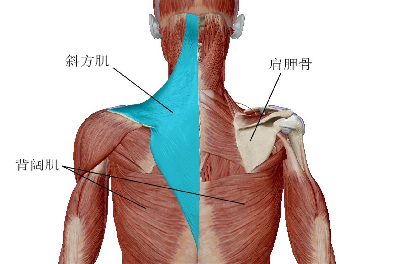斜方肌位置图片