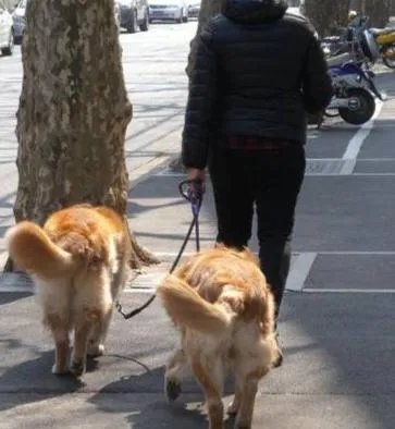 疫情严重民众依然遛狗，意大利一市长发飙怼市民，你怎么看？