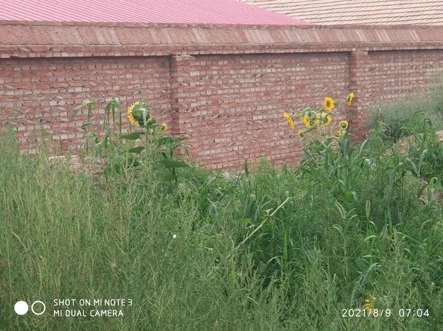 于月仙有几任丈夫