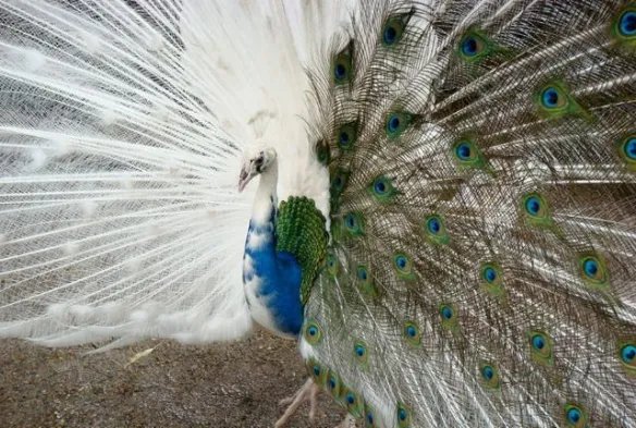 谁说天下乌鸦一般黑!这20只白化病动物美得让人窒息