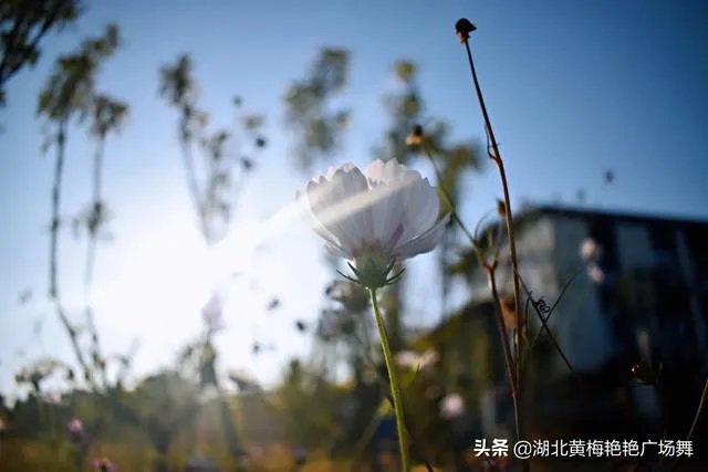 傣族舞与广场舞的区别是什么?