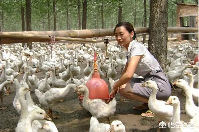 你认为中央电视台的《致富经》能让人致富吗？