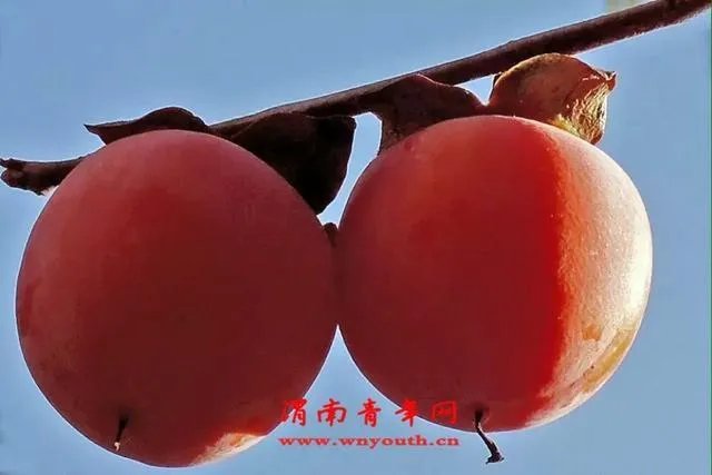 据说春节在国外很火，都有哪些国家会过这个节啊？