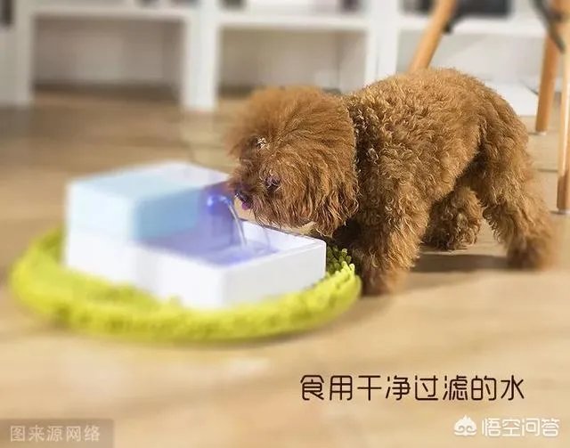 狗狗泪痕怎么解决?
