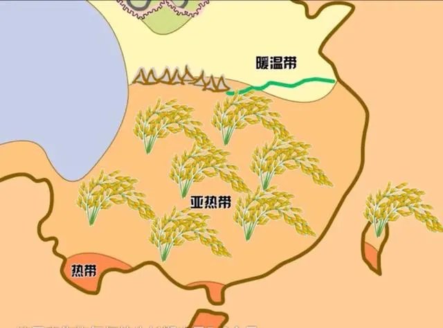 中国南北的水稻