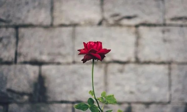 婆媳两个人能相聚在一起也是缘,怎样不做一个难缠的婆婆?