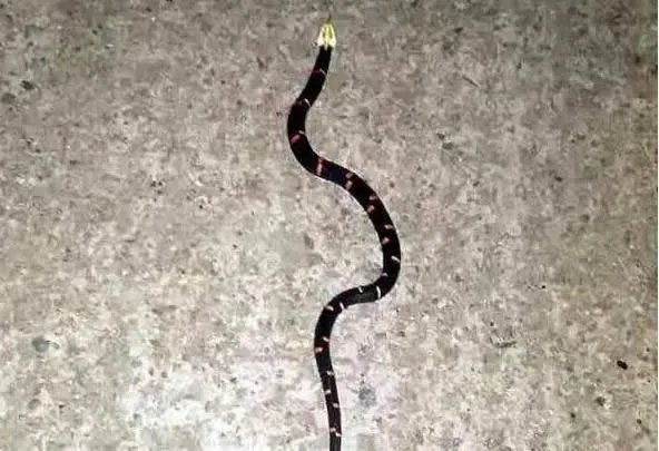 第一毒蛇竟在中国 至今无解药:被咬后会导致血液凝固